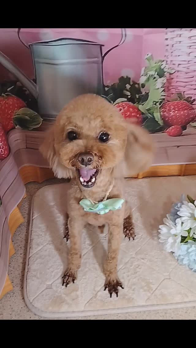 モコちゃん🐶