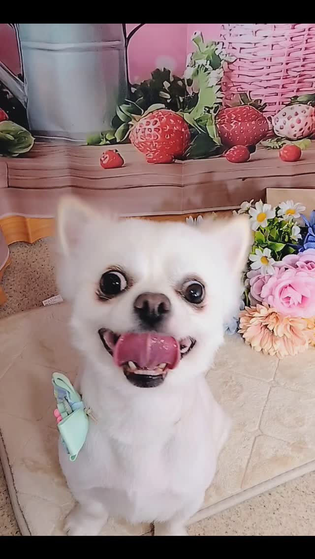 ミルクちゃん🐶