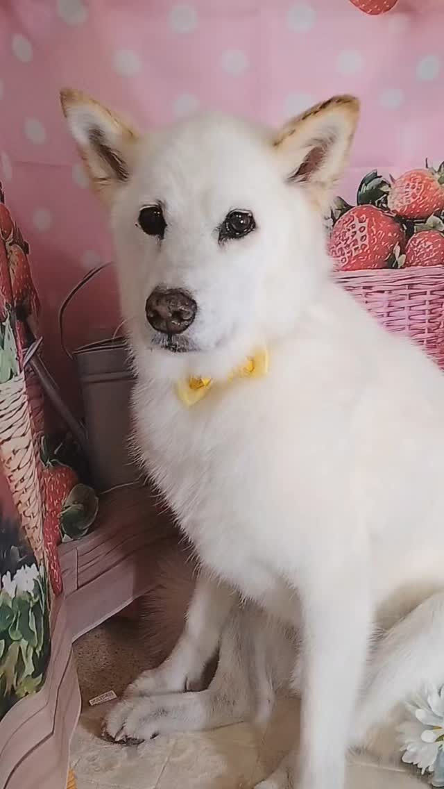 虎太朗くん🐶