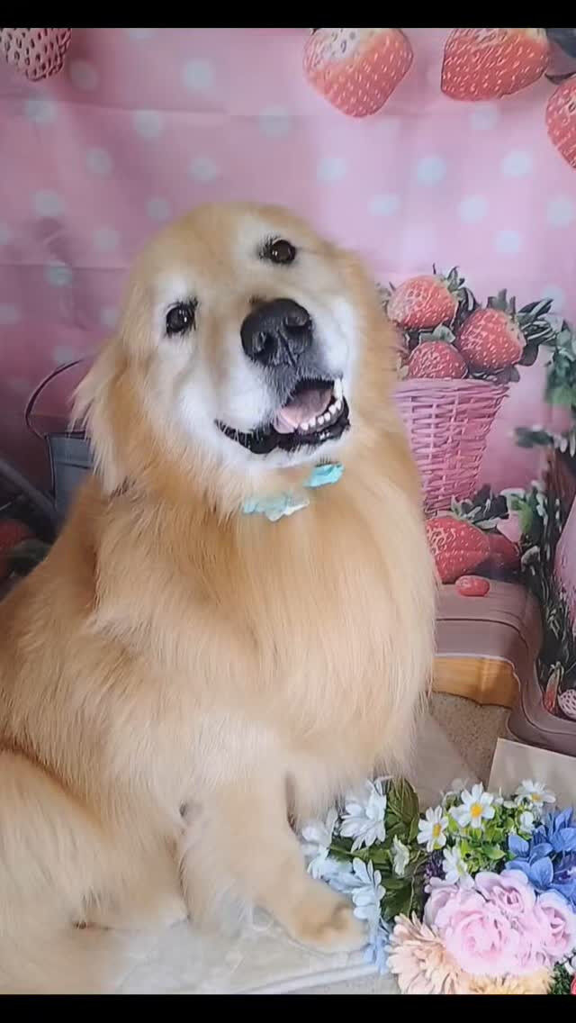 ココちゃん🐶