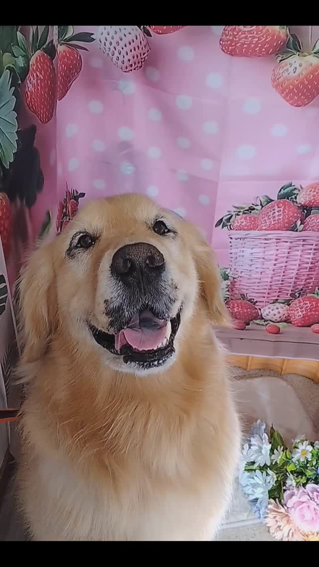 ビビちゃん🐶
