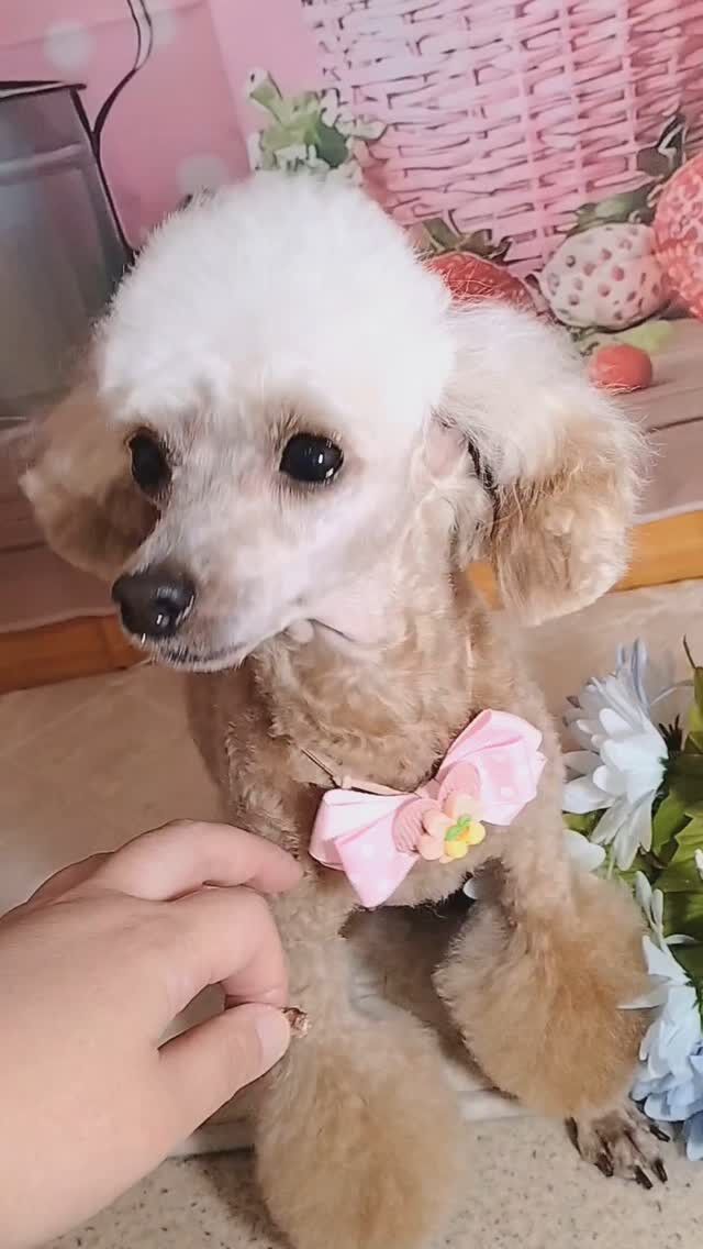 ニアちゃん🐶