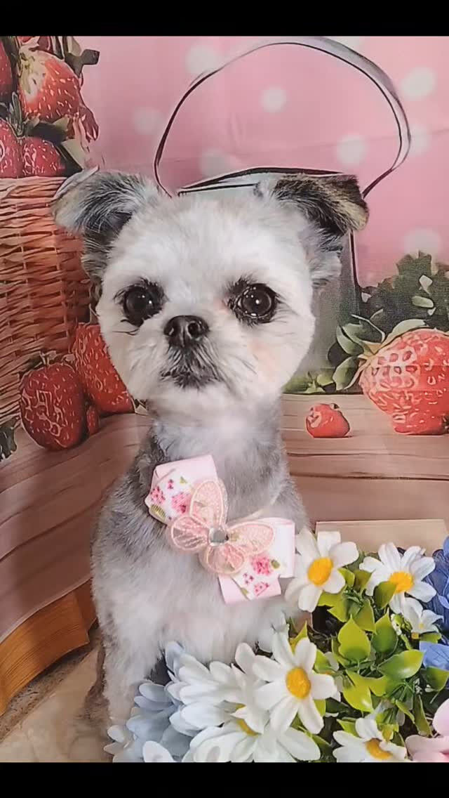 はなちゃん🐶