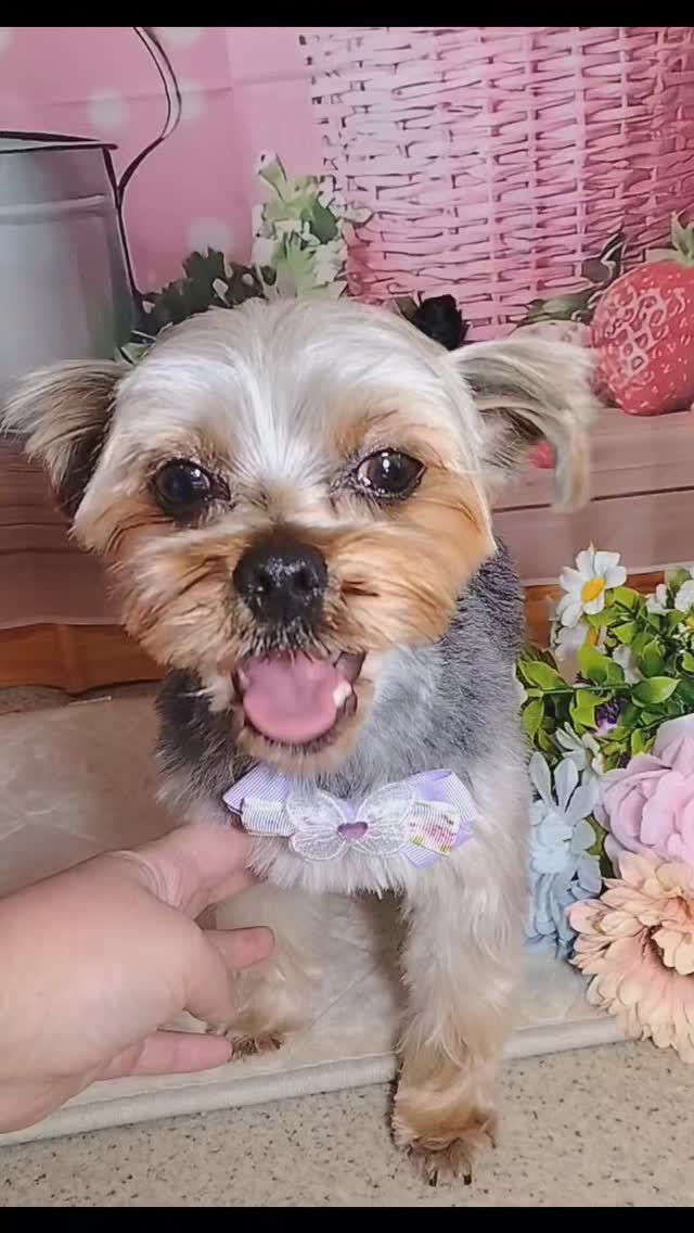 なぎくん🐶