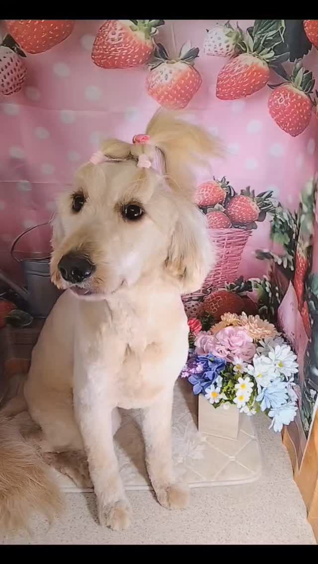 ドゥーちゃん🐶