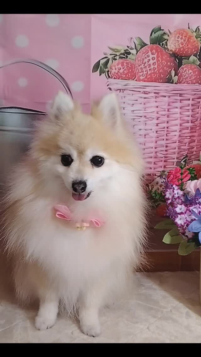 おまめちゃん🐶