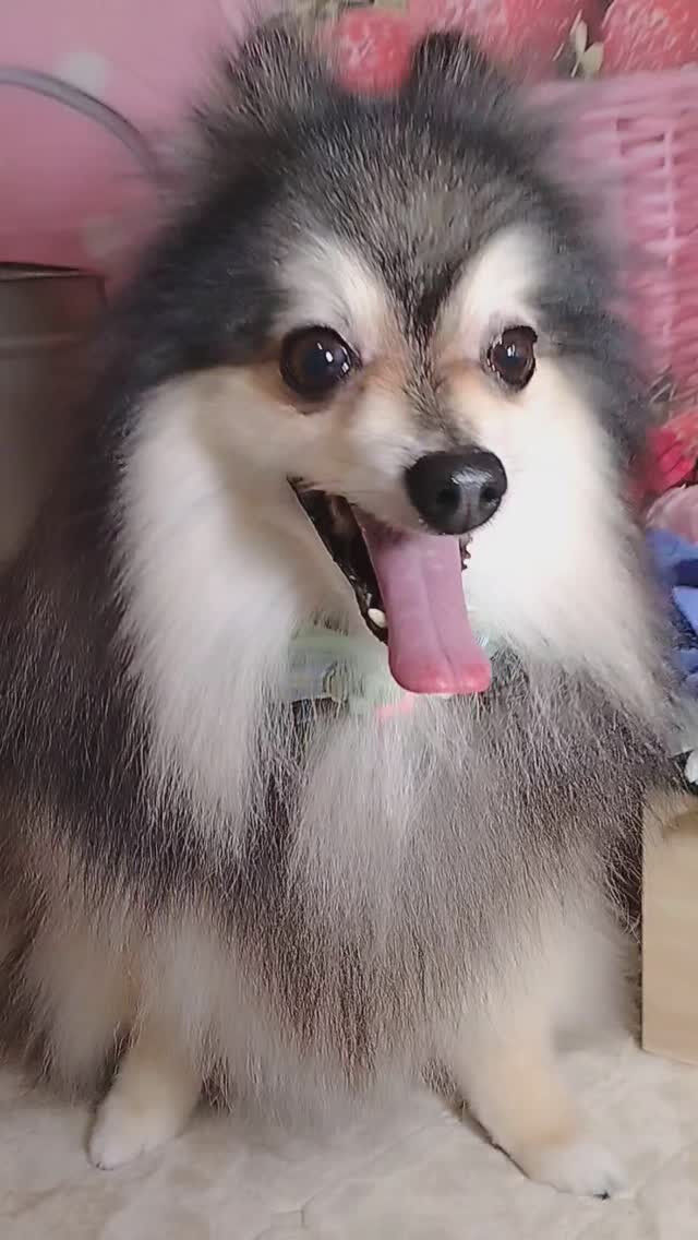 レオくん🐶