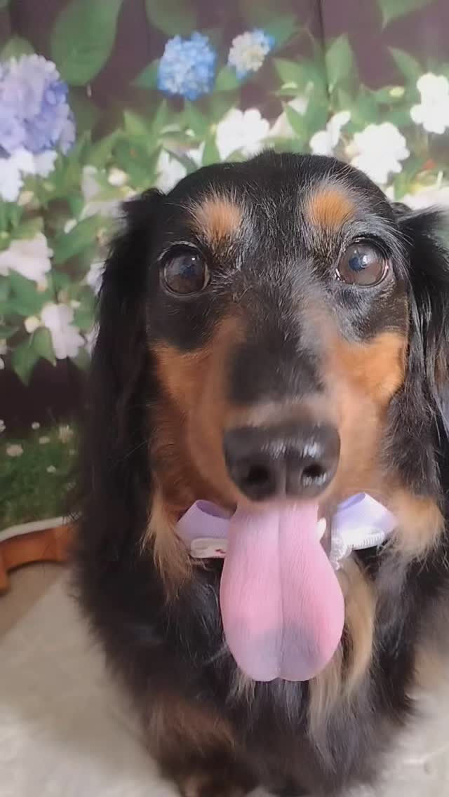 心愛ちゃん🐶