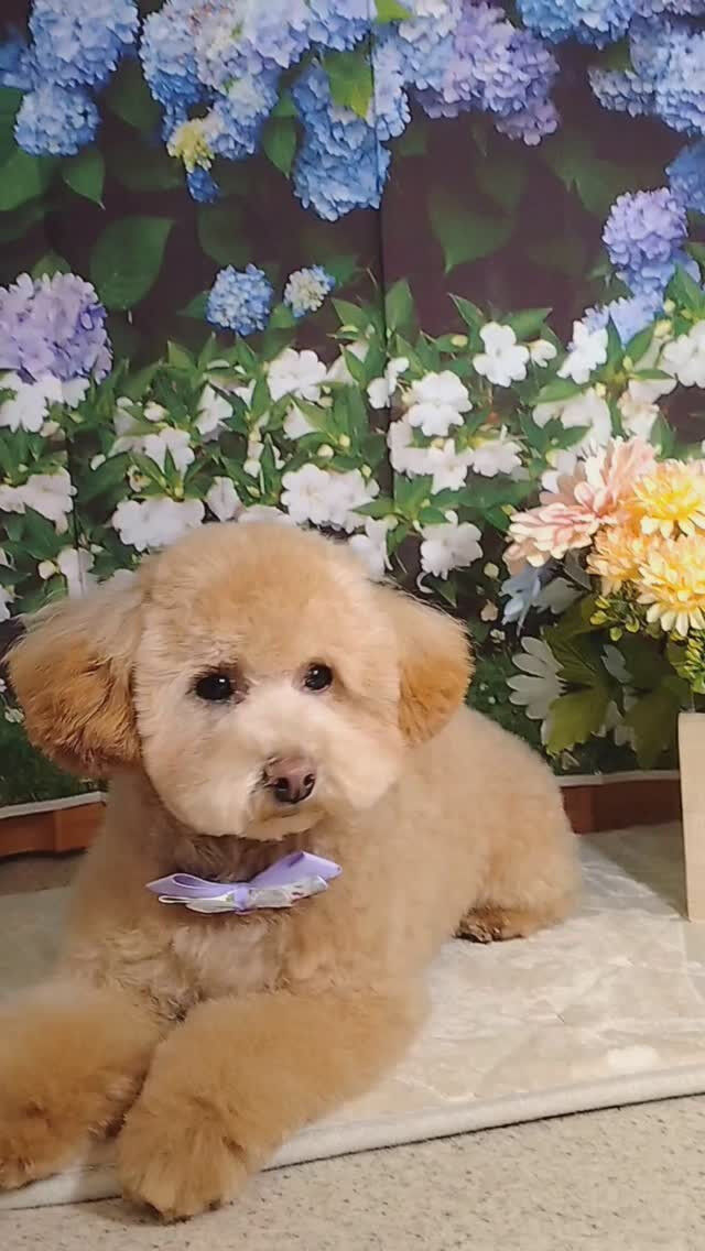 ロムくん🐶