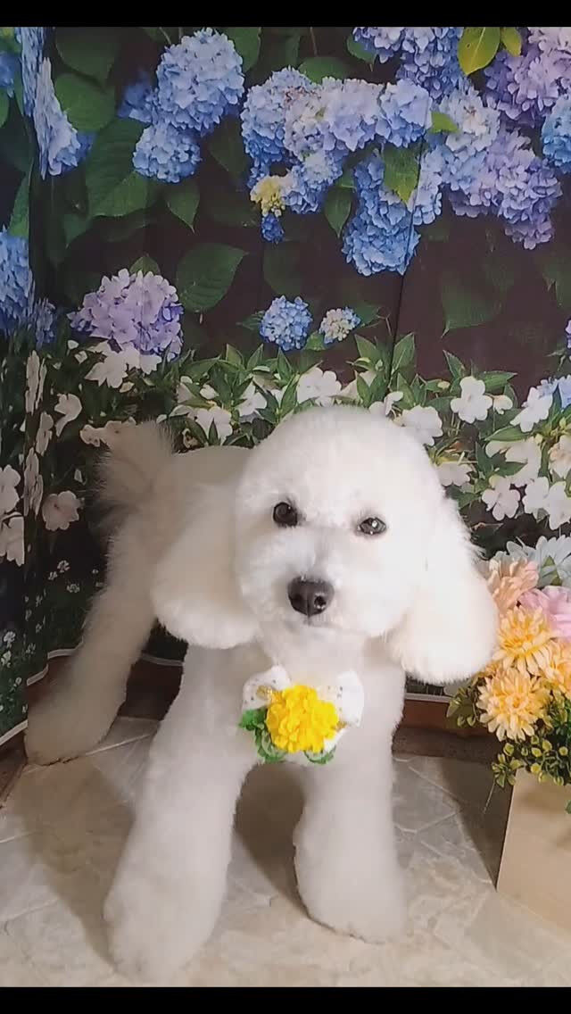 福ちゃん🐶