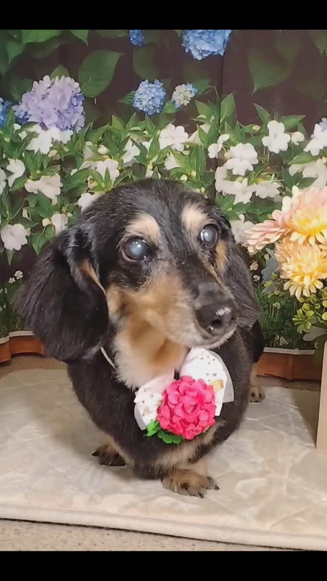 マロンちゃん🐶