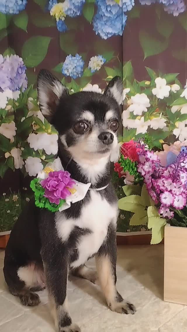 ラズちゃん🐶