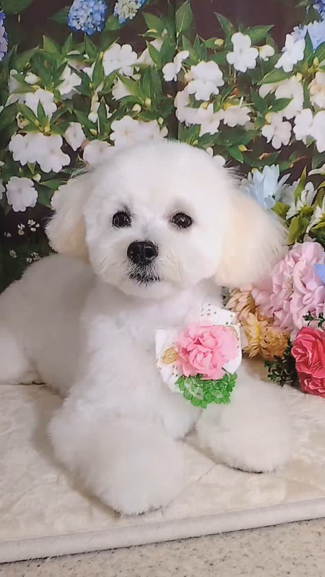 マロちゃん🐶