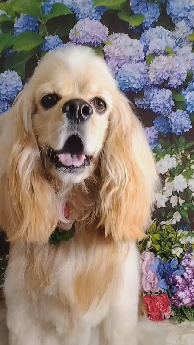 ペコちゃん🐶