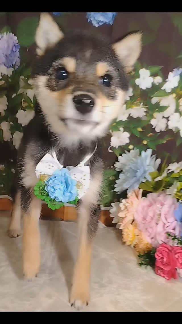 カイちゃん🐶