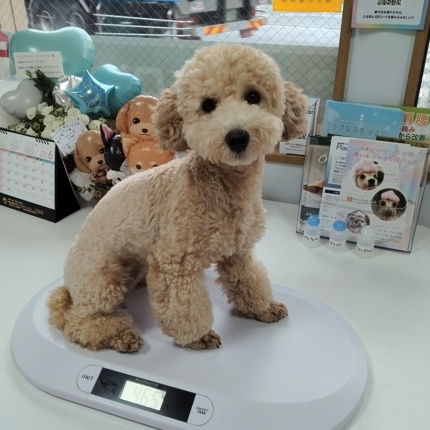 トリミングサロンちゃんこハウスからのお知らせです😊