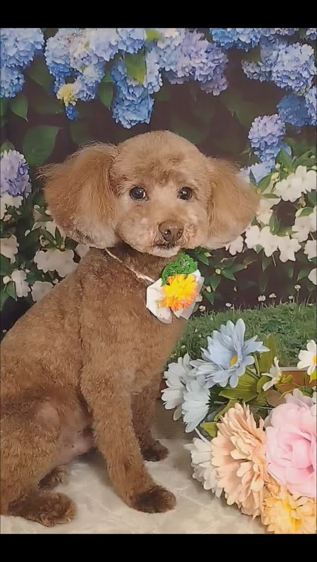 ココちゃん🐶
