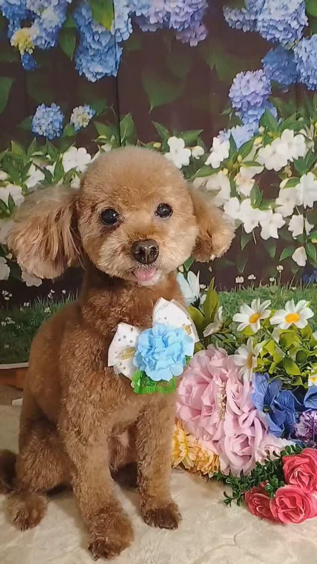 チョコちゃん🐶
