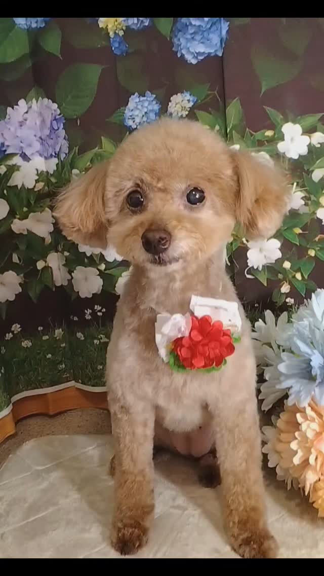 モカちゃん🐶