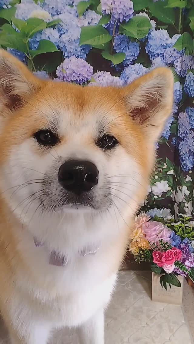 輝ちゃん🐶