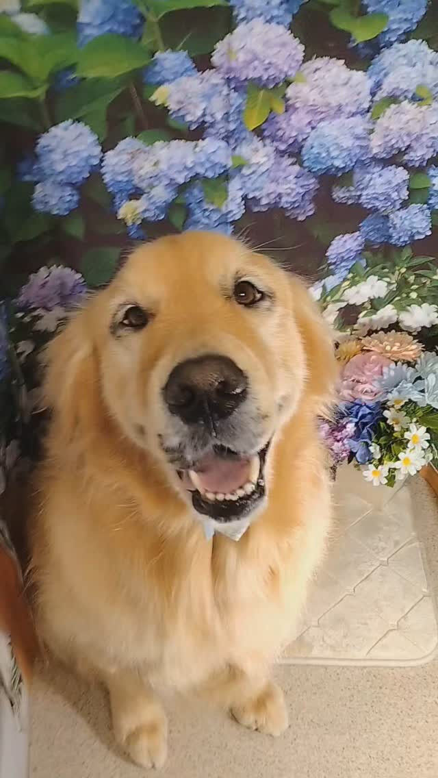 ビビちゃん🐶