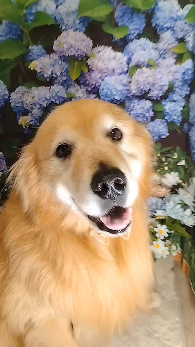 ココちゃん🐶