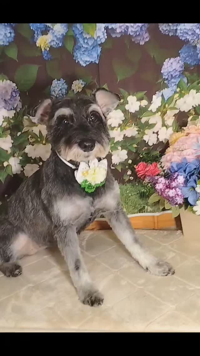 メイちゃん🐶