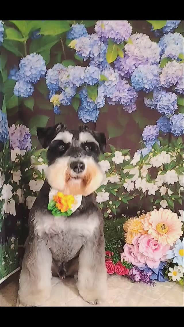 あかねちゃん🐶