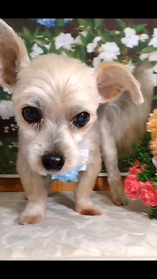鈴太郎くん🐶