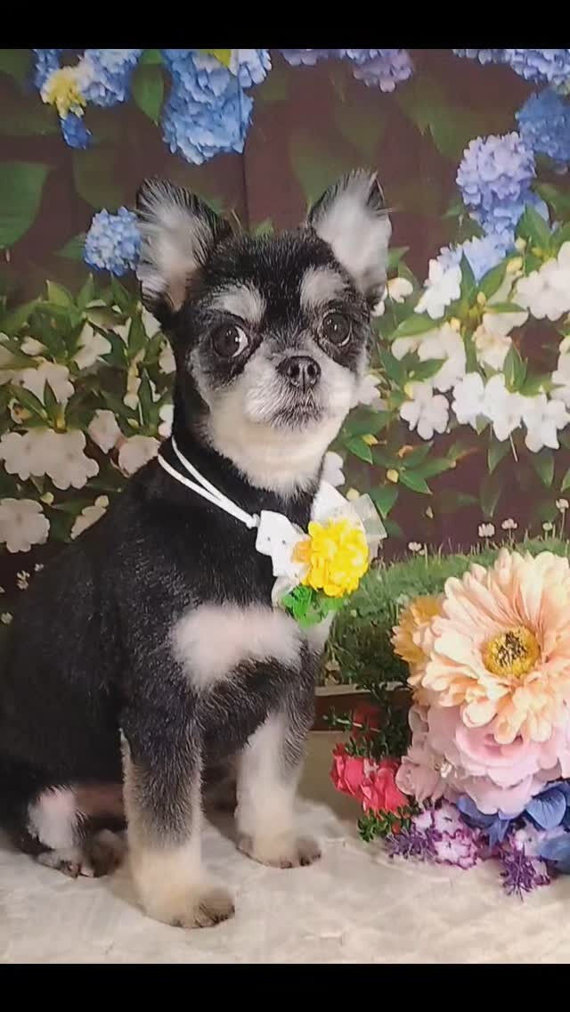 ウルちゃん🐶