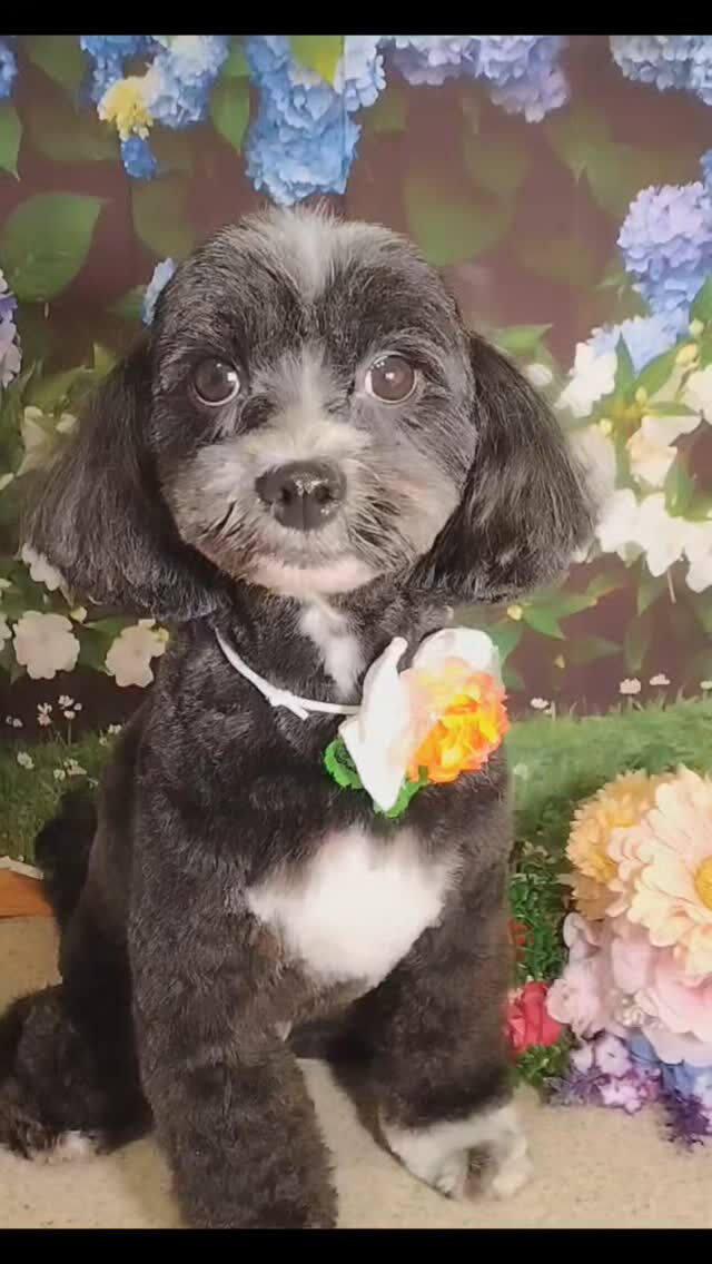 ノアちゃん🐶
