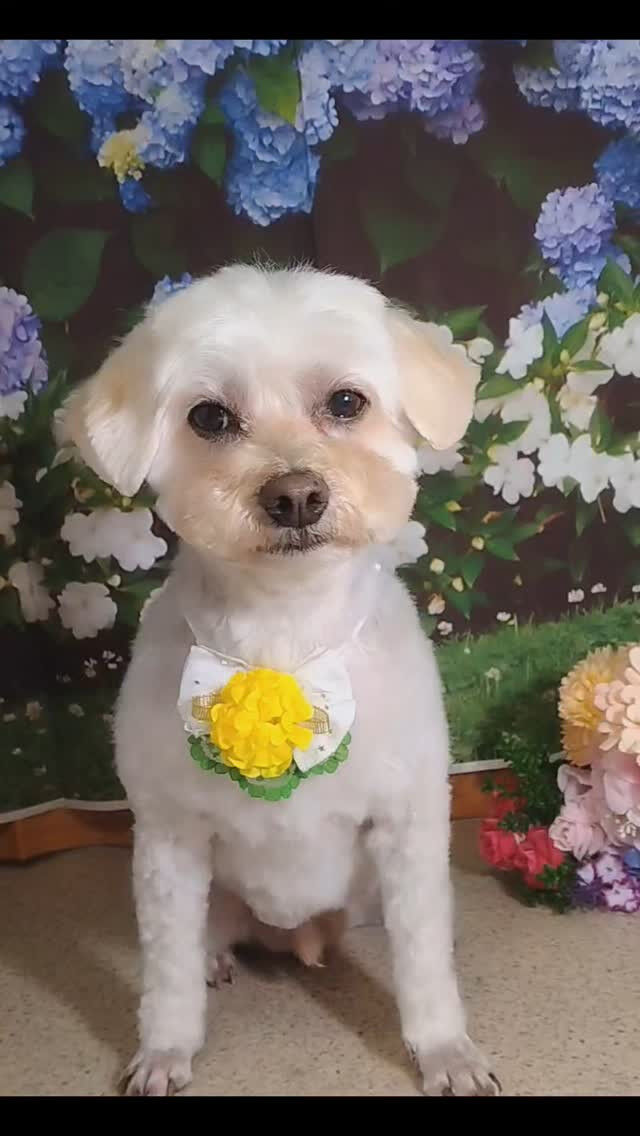 ココちゃん🐶