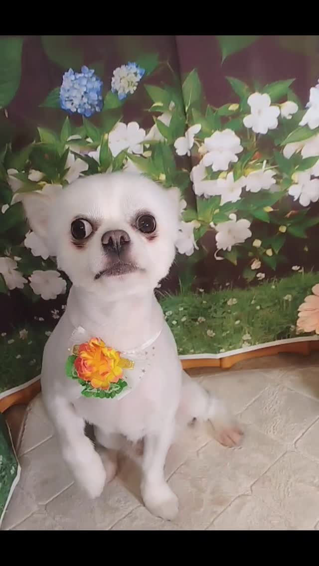 ミルクちゃん🐶