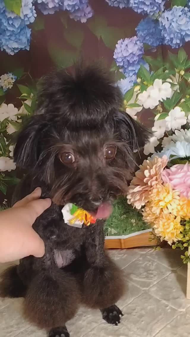 ナツちゃん🐶