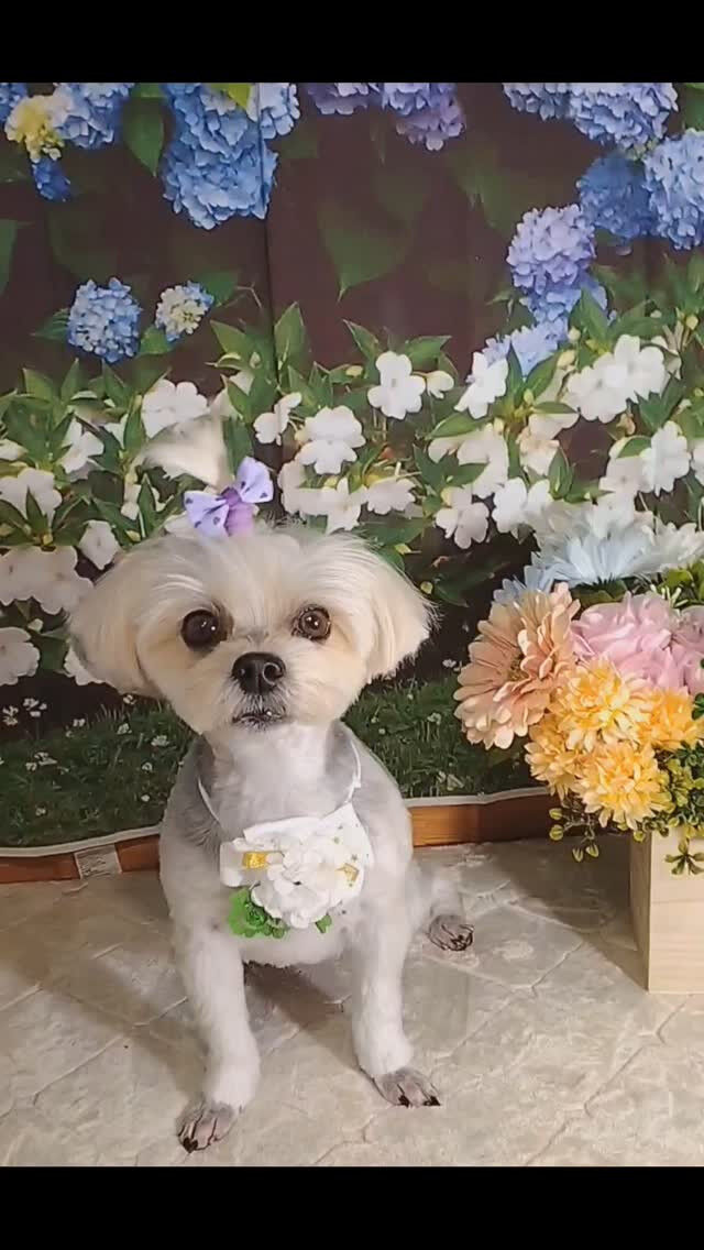 のんちゃん🐶