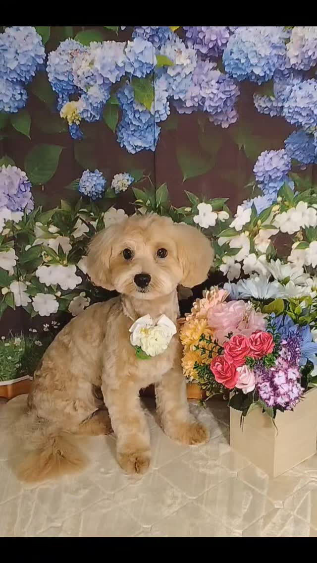 モカちゃん🐶