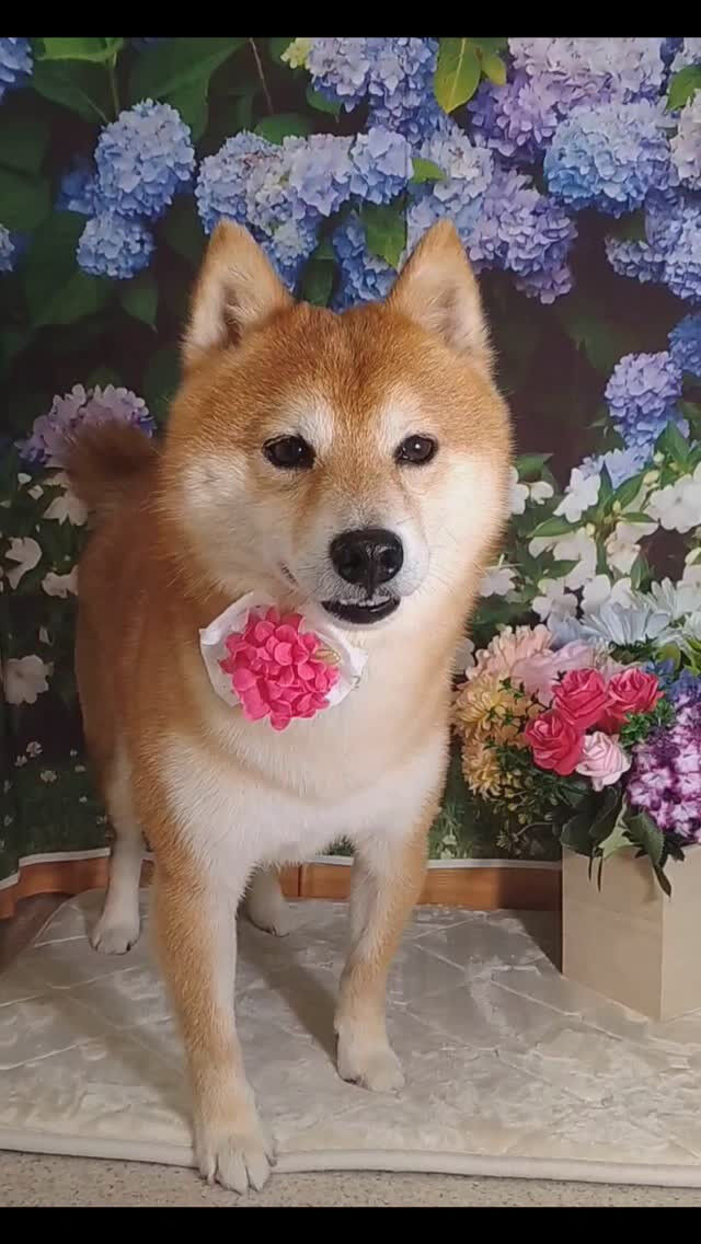 北斗くん🐶