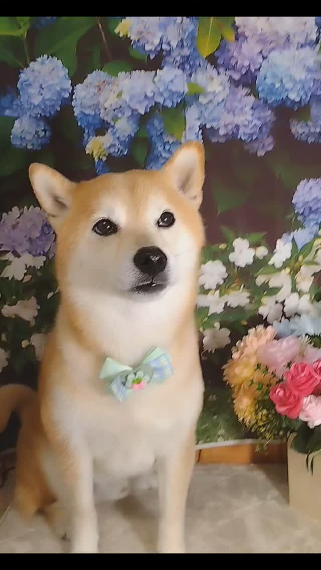 こぼすちゃん🐶