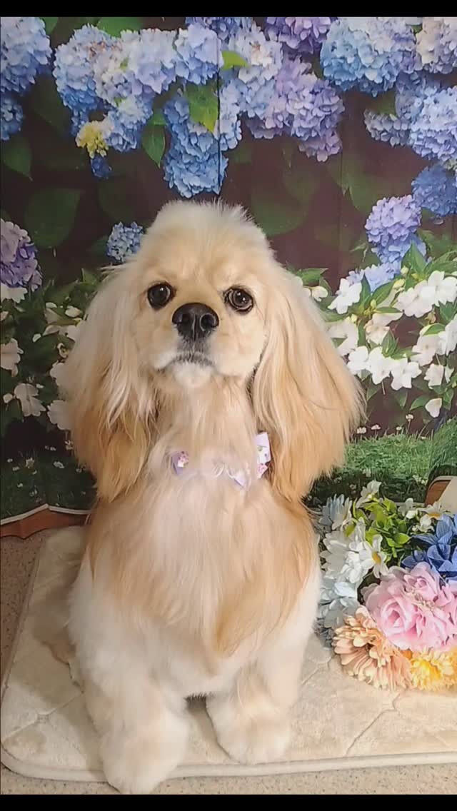 ペコちゃん🐶