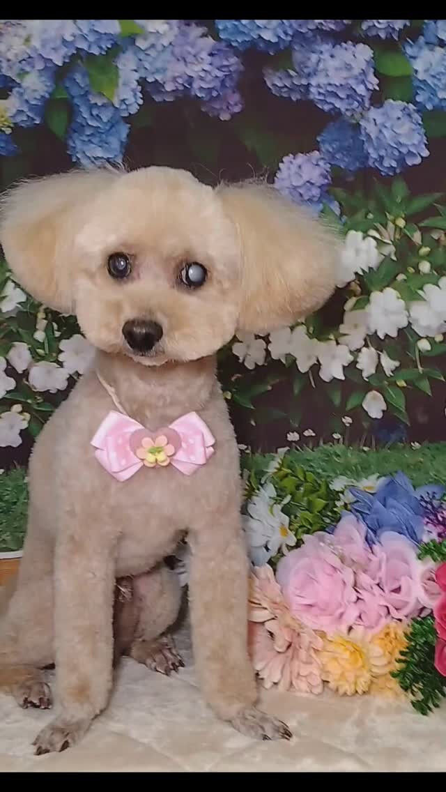 マロンちゃん🐶