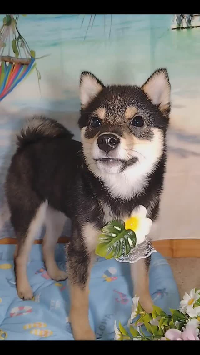 カイくん🐶