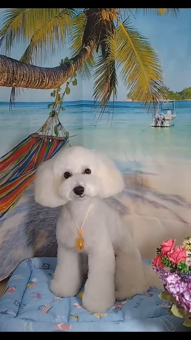 福ちゃん🐶