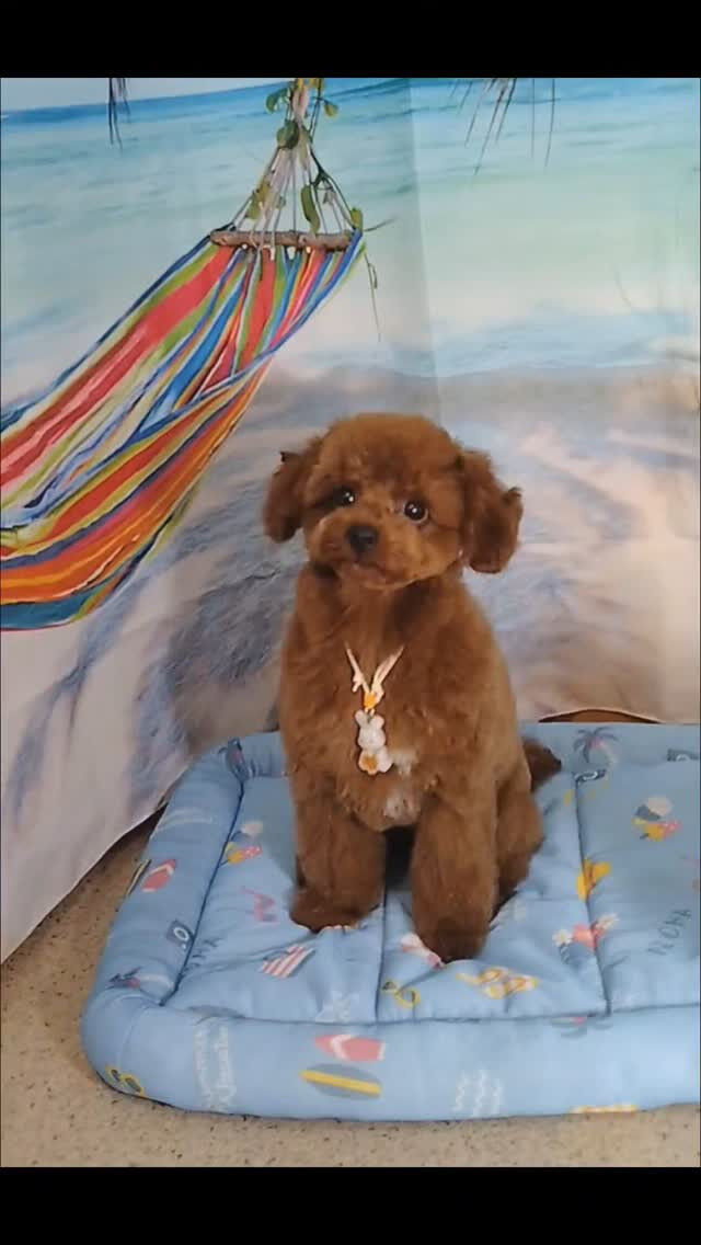 りあんちゃん🐶