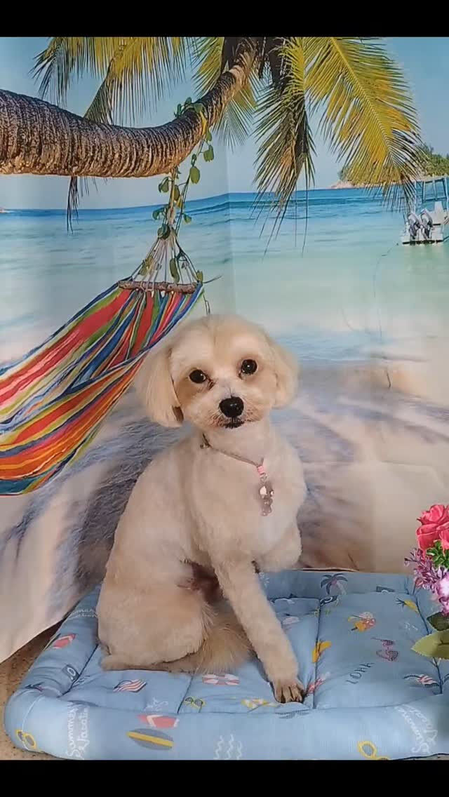 ぽてちゃん🐶