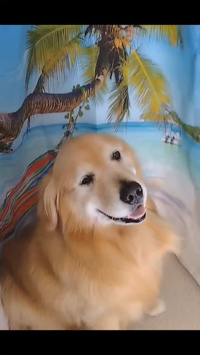ココちゃん🐶