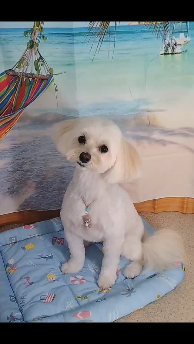 まろちゃん🐶
