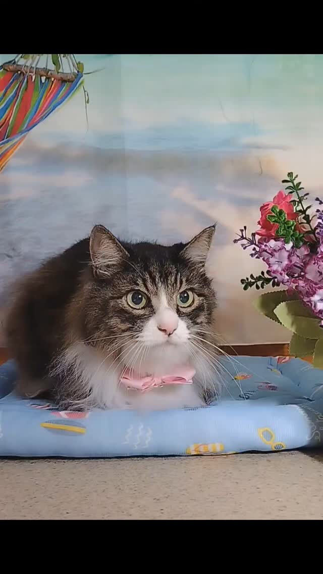 モーちゃん😺