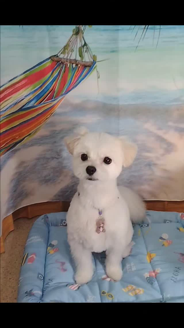 ゆきちゃん🐶