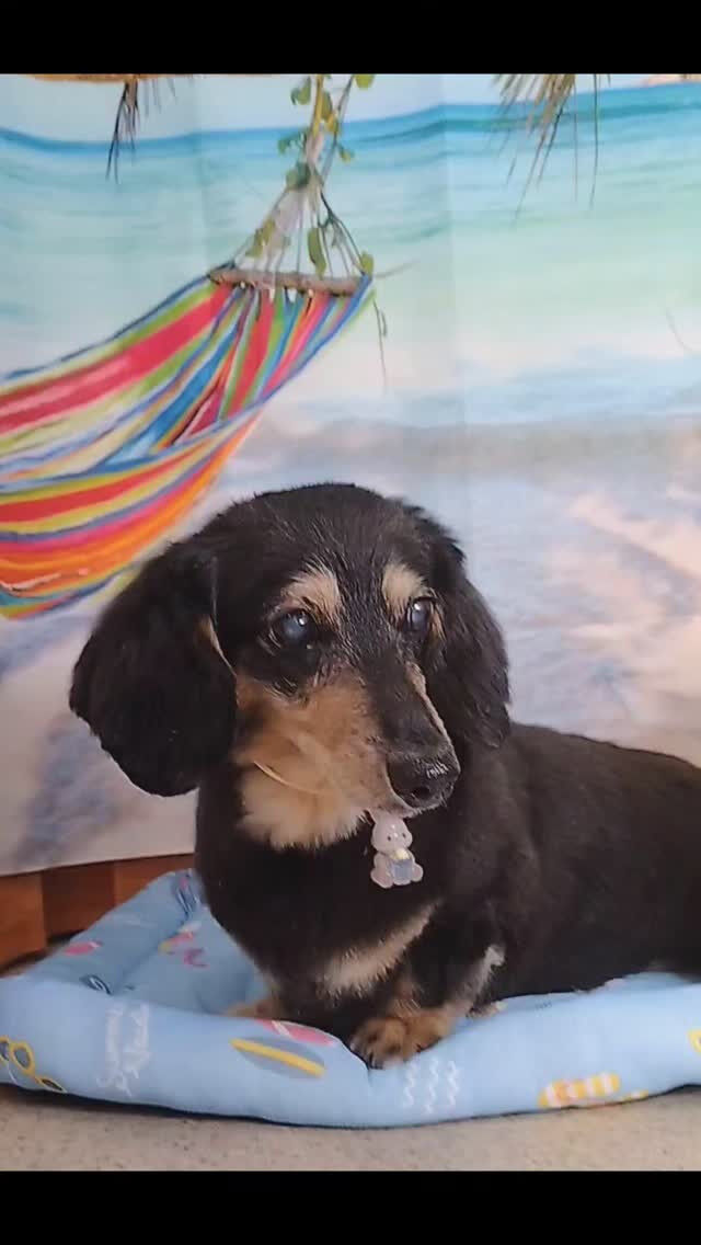 マロンちゃん🐶