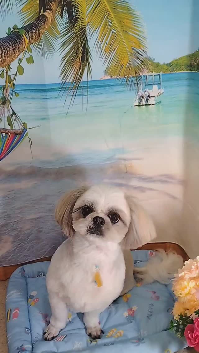 サランちゃん🐶